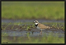 Kleine Plevier, Little Ringed Plover, Charadrius dubius Location: Wierden, the Netherlands kleine plevier DSC 0134-01 kopie